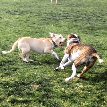 Springville Park - Lots of room to wrestle and chase! - Dog Parks Near Me - Camarillo, California Springville Park - Lots of room to wrestle and chase! - Dog Parks Near Me - Camarillo, California
