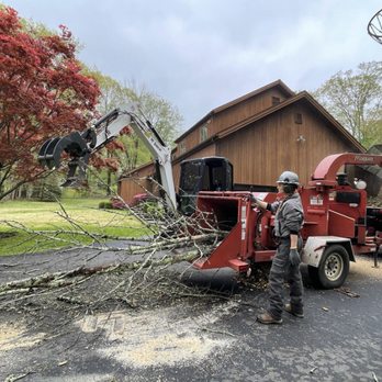 CeeTree - Tree Services Near Me CeeTree - Tree Services Near Me