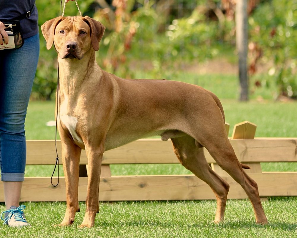 VILLAGEDOGS RHODESIAN RIDGEBACKS - Updated March 2025 - Leming 69 ...
