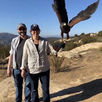 Sky Falconry - Shanti the Harris' hawk - Specialty Schools Near Me - Alpine, California Sky Falconry - Shanti the Harris' hawk - Specialty Schools Near Me - Alpine, California