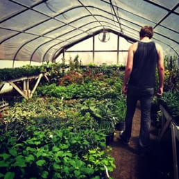 Shade plants greenhouse at K&K Shade plants greenhouse at K&K