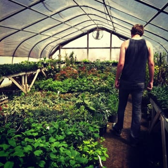 Marcum's Nursery - Shade plants greenhouse at K&K - Nurseries & Gardening Near Me - Norman, Oklahoma Marcum's Nursery - Shade plants greenhouse at K&K - Nurseries & Gardening Near Me - Norman, Oklahoma