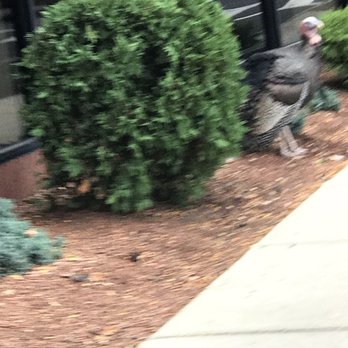 TD Bank - October 14, 2017 turkey in front of TD Bank Broadway Revere - Banks & Credit Unions Near Me - Revere, Massachusetts TD Bank - October 14, 2017 turkey in front of TD Bank Broadway Revere - Banks & Credit Unions Near Me - Revere, Massachusetts
