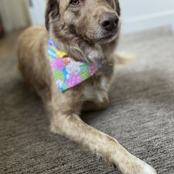 Essential Grooming - Pet Groomers Near Me - Santee, California Essential Grooming - Pet Groomers Near Me - Santee, California