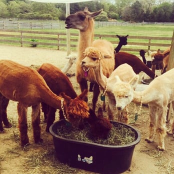 Island Alpaca - Alpacas.. And the llama.. - Knitting Supplies Near Me - Oak Bluffs, Massachusetts