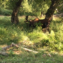 Finally saw a bull moose on my run today!