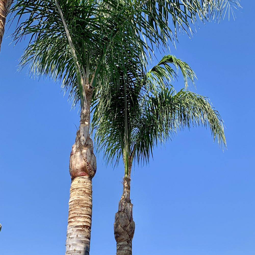 Luis’s Tree Service - Perfection: Queen Palms - Tree Services Near Me Luis’s Tree Service - Perfection: Queen Palms - Tree Services Near Me