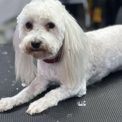 Pet Parlor Pet Grooming