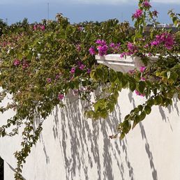 Bouganvilla