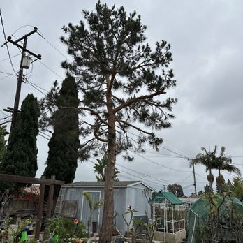 Discount Tree Care Arborist - My pine after 2 1/2 hours of skilled pruning. Let the sun shine through!!! The new pine needles will fill in nicely. - Tree Services Near Me - Long Beach, California Discount Tree Care Arborist - My pine after 2 1/2 hours of skilled pruning. Let the sun shine through!!! The new pine needles will fill in nicely. - Tree Services Near Me - Long Beach, California