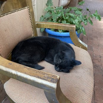 El Pinto - Restaurant cat - New Mexican Cuisine Near Me - Albuquerque, New Mexico