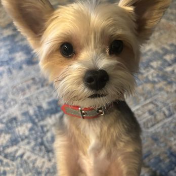 Top Dog Grooming - All fresh and clean!! - Pet Groomers Near Me - Henderson, Nevada Top Dog Grooming - All fresh and clean!! - Pet Groomers Near Me - Henderson, Nevada
