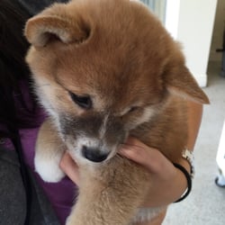 Just Puppies - Shiba inus go quickly!