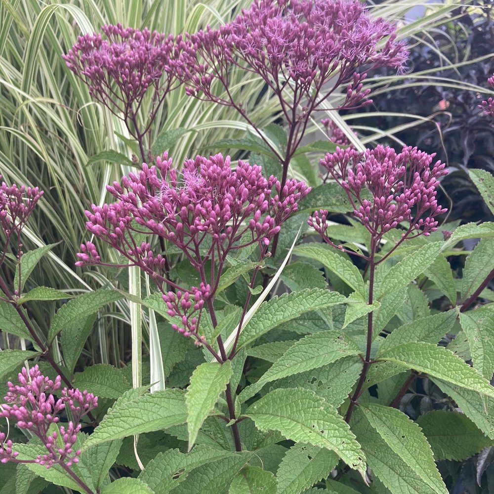Bremec Garden Center - Nurseries & Gardening Near Me - Chesterland, Ohio