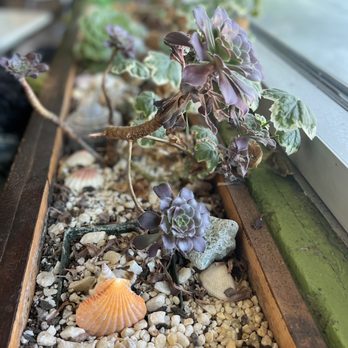 Organic Greens | Solano - Succulents - Salad Near Me - Berkeley, California Organic Greens | Solano - Succulents - Salad Near Me - Berkeley, California