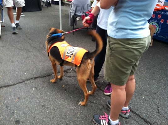 Village at Shirlington by null