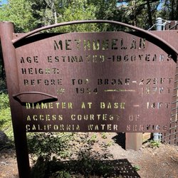 Methuselah Tree - Methuselah Tree Signage