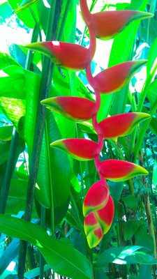 Tropical Spice Garden by null