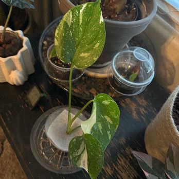 Cultivar - Thai constellation - Nurseries & Gardening Near Me - Houston, Texas Cultivar - Thai constellation - Nurseries & Gardening Near Me - Houston, Texas