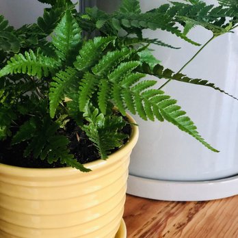 B Willow - Nurseries & Gardening Near Me - Baltimore, Maryland