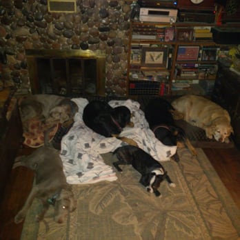 Dog Masters Training - peace and quiet on 'down/stay' - Pet Training Near Me - Tucson, Arizona Dog Masters Training - peace and quiet on 'down/stay' - Pet Training Near Me - Tucson, Arizona