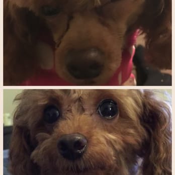 Go Go Spa - I asked them to cut her hair like the bottom picture .( yes it is the same dog) but they hurt her eye and shaved her face completely!! - Pet Groomers Near Me - Rosemead, California Go Go Spa - I asked them to cut her hair like the bottom picture .( yes it is the same dog) but they hurt her eye and shaved her face completely!! - Pet Groomers Near Me - Rosemead, California