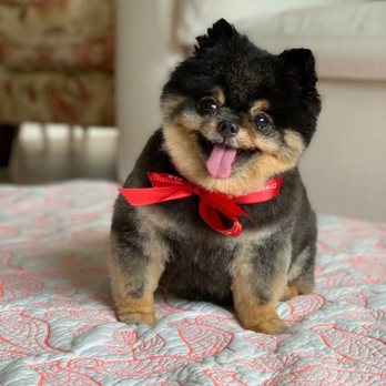 Dream Pet Grooming - Happy Pom post grooming - Pet Groomers Near Me - Irvine, California Dream Pet Grooming - Happy Pom post grooming - Pet Groomers Near Me - Irvine, California