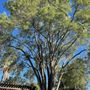 Photo of West Wind Tree Care