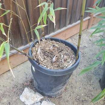 Cactus Jungle - Would you pay $199 for this? - Nurseries & Gardening Near Me - San Anselmo, California Cactus Jungle - Would you pay $199 for this? - Nurseries & Gardening Near Me - San Anselmo, California