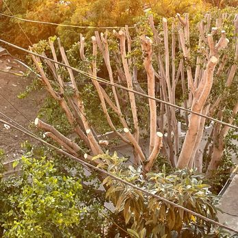 Discount Tree Care Arborist - This is what trees look like when they are done... - Tree Services Near Me - Long Beach, California