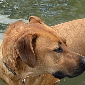 The Ranch Pet Resort & Spa - Shadow cliffs - Pet Sitting Near Me - Livermore, California