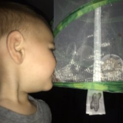 American Butterflies Home Child Care - Every year we raise butterflies and release them.