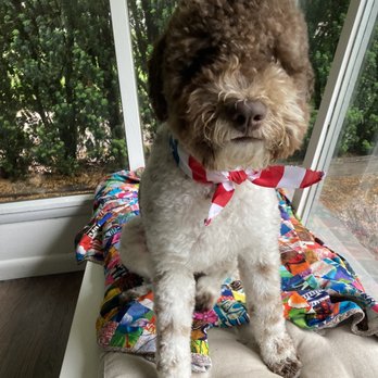The Wash Dog - Fresh groom from Aiclin - Pet Groomers Near Me - Seattle, Washington The Wash Dog - Fresh groom from Aiclin - Pet Groomers Near Me - Seattle, Washington