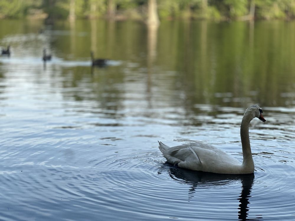Swan Lake Iris Gardens Logo