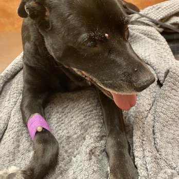 Pet Doctor of Chandler - Mollys last day. - Veterinarians Near Me - Chandler, Arizona