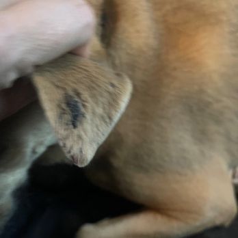 Dawg Tired Play Days - Duncan's injury + burn marks - Pet Training Near Me - Tacoma, Washington