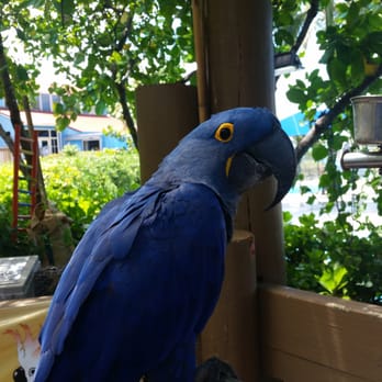The Bird Guy - Hyacinth Macaw another beauty among Bruce's collection. It's a $1 courtesy to take pictures of his birds! Well worth it! - Event Planning & Services Near Me The Bird Guy - Hyacinth Macaw another beauty among Bruce's collection. It's a $1 courtesy to take pictures of his birds! Well worth it! - Event Planning & Services Near Me