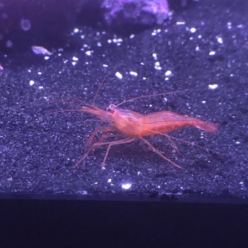 Aquatic Treasures - Peppermint shrimp - Aquarium Services Near Me - Las Vegas, Nevada Aquatic Treasures - Peppermint shrimp - Aquarium Services Near Me - Las Vegas, Nevada
