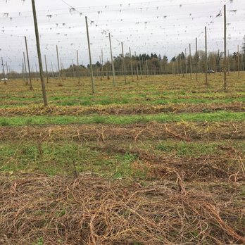 TopWire Hop Project - Too late in the season :( - Beer Gardens Near Me - Woodburn, Oregon
