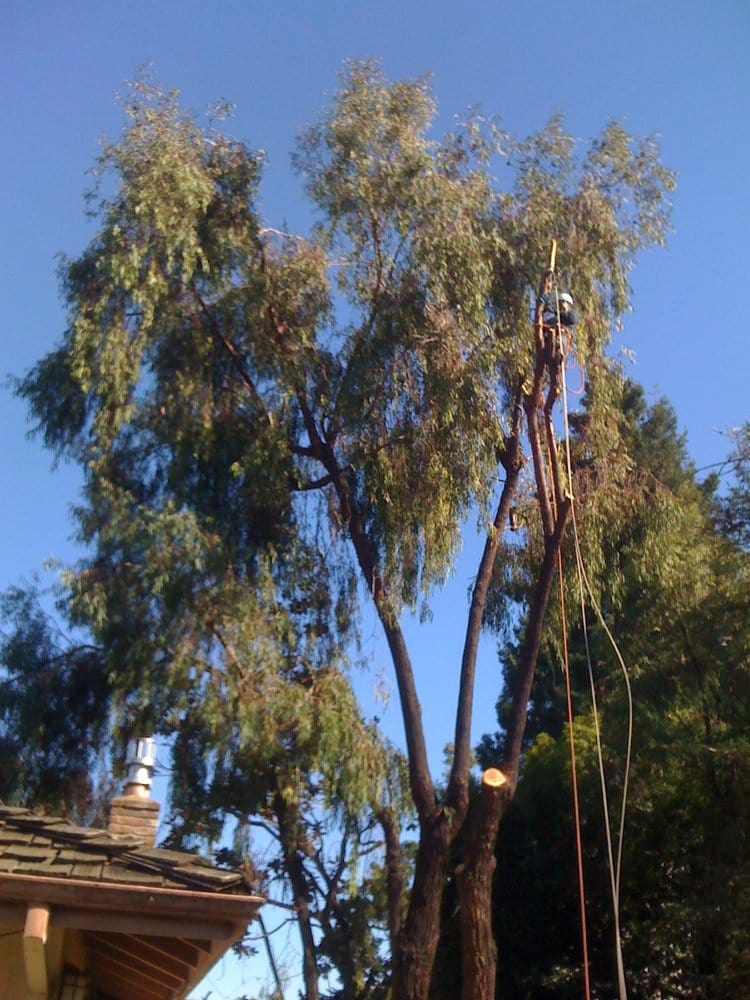 Luke's Tree Care, Inc - tree service in San Jose, CA