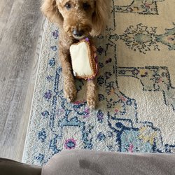 Lake Murray Grooming - Emma loves her Xmas present from Lake Murray Grooming! Thank you so much. She always looks beautiful