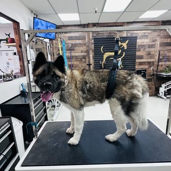 Lugari Pet Salon - Luna loved her first time and will be returning for another spa day soon. They were quick and friendly. - Pet Groomers Near Me - Scottsdale, Arizona Lugari Pet Salon - Luna loved her first time and will be returning for another spa day soon. They were quick and friendly. - Pet Groomers Near Me - Scottsdale, Arizona