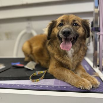 Luxurious Pawz - Pet Groomers Near Me