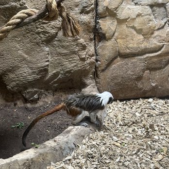 Rainforest Adventures - Zoos Near Me - Sevierville, Tennessee Rainforest Adventures - Zoos Near Me - Sevierville, Tennessee