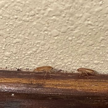 Osha Thai Cafe - Roaches everywhere. This was beside our table. - Thai Near Me - Scottsdale, Arizona Osha Thai Cafe - Roaches everywhere. This was beside our table. - Thai Near Me - Scottsdale, Arizona