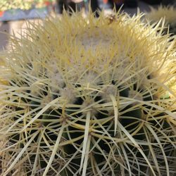 Camacho's Cactus Garden
