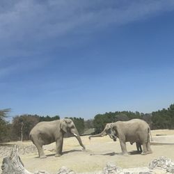 African Safari