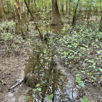 Congaree National Park - Parks Near Me - Hopkins, South Carolina