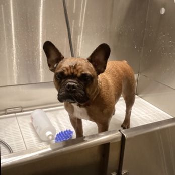 Bowie Barker Lincoln Park - Bath time update! - Pet Groomers Near Me - Chicago, Illinois Bowie Barker Lincoln Park - Bath time update! - Pet Groomers Near Me - Chicago, Illinois