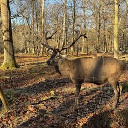 Bärenschlößle - Animals to see in the surroundings